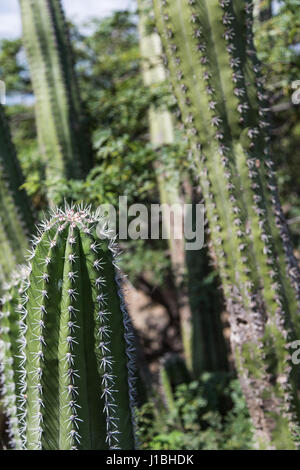 Épines du cactus vert dans un jardin de roche d'Aruba Banque D'Images