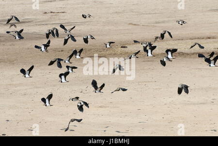 Grande bande de vanneaux Nord Européen (Vanellus vanellus) décollant dans les airs Banque D'Images