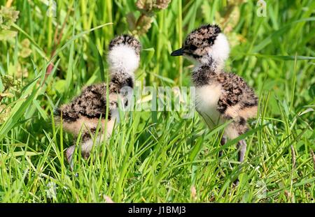 Deux nord bébé sociable Vanellus vanellus (poussins) réunion de printemps dans les hautes herbes Banque D'Images