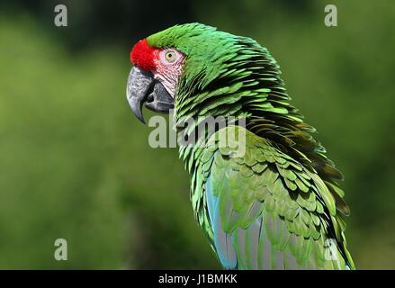 Ara militaire (Ara militaris), trouvés dans l'intervalle de l'Amazonie brésilienne au Mexique. Banque D'Images