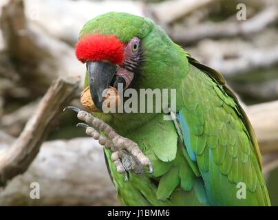 Ara militaire (Ara militaris), trouvés dans l'intervalle de l'Amazonie brésilienne au Mexique. Banque D'Images