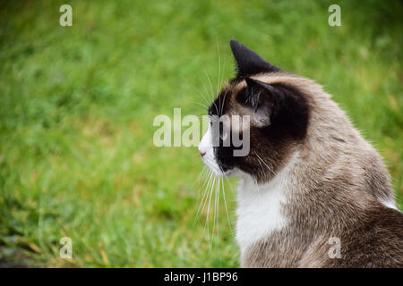 Chat dans le jardin Banque D'Images