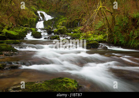 Sweet Creek Falls dans Sweet Creek Falls Trail, forêt nationale de Siuslaw, Oregon Banque D'Images