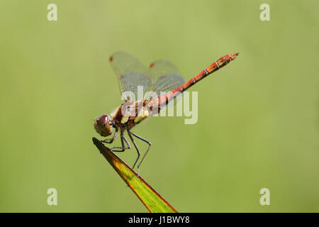 Sympetrum striolatum dard commune perché Banque D'Images