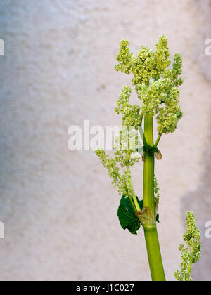 Plante des graines de rhubarbe, en fleurs. L'air bien mais pas de tarte ! Banque D'Images