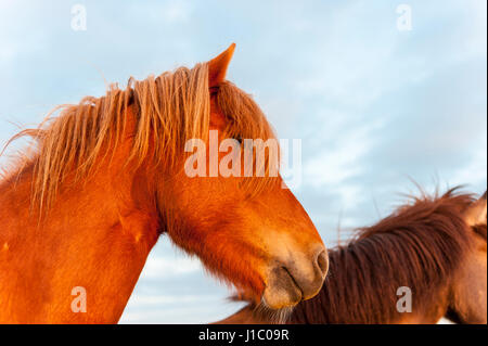 Portrait, close-up of a brown cheval islandais, Equus ferus caballus, regardant la caméra, de l'Islande. Banque D'Images