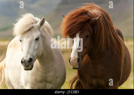 Le blanc et le brun des Chevaux Islandais, Equus ferus caballus, regardant la caméra, de l'Islande. Banque D'Images