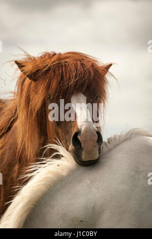 Le blanc et le brun des Chevaux Islandais, Equus ferus caballus, regardant la caméra, de l'Islande. Banque D'Images