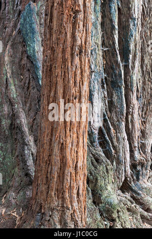 Écorce de séquoia géante, séquoia côtier, séquoia, séquoia sempervirens, écorces de jeunes arbres matures, parc national Big Basin Redwoods Banque D'Images