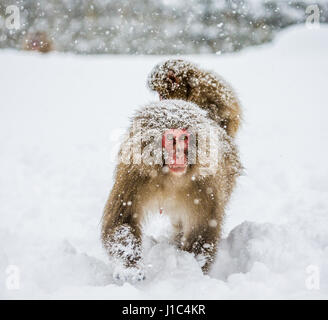 Maman macaque japonais avec un bébé sur son dos va à la source d'eau chaude dans la neige profonde. Le Japon. Nagano. Jigokudani Monkey Park. Une excellente illustration Banque D'Images