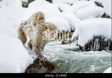 Macaques japonais sautant à travers une petite rivière. Japon. Nagano. Parc des singes Jigokudani. Banque D'Images