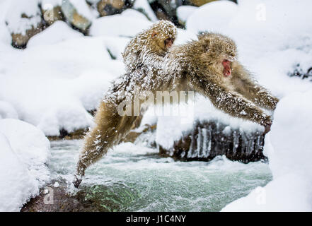 Macaques japonais sautant à travers une petite rivière. Japon. Nagano. Parc des singes Jigokudani. Banque D'Images