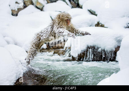 Macaques japonais sautant à travers une petite rivière. Japon. Nagano. Parc des singes Jigokudani. Banque D'Images