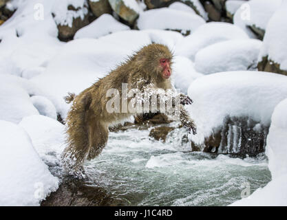 Macaques japonais sautant à travers une petite rivière. Japon. Nagano. Parc des singes Jigokudani. Banque D'Images