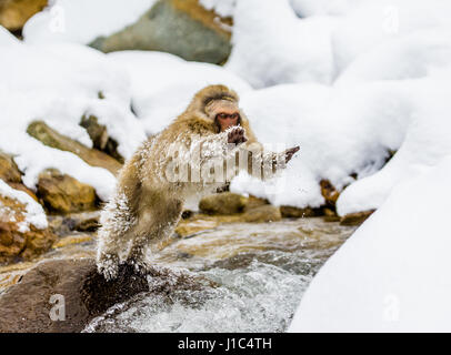 Macaques japonais sautant à travers une petite rivière. Japon. Nagano. Parc des singes Jigokudani. Banque D'Images