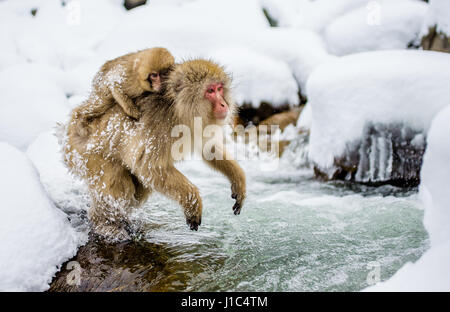 Macaques japonais sautant à travers une petite rivière. Japon. Nagano. Parc des singes Jigokudani. Banque D'Images