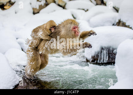 Macaques japonais sautant à travers une petite rivière. Japon. Nagano. Parc des singes Jigokudani. Banque D'Images