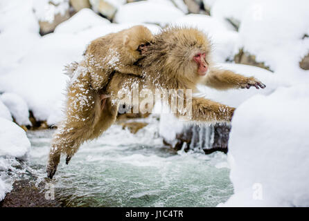 Macaques japonais sautant à travers une petite rivière. Japon. Nagano. Parc des singes Jigokudani. Banque D'Images