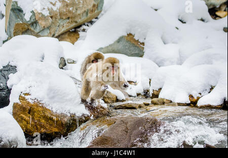 Macaques japonais sautant à travers une petite rivière. Japon. Nagano. Parc des singes Jigokudani. Banque D'Images