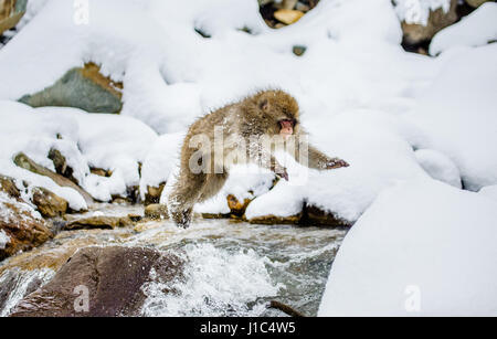 Macaques japonais sautant à travers une petite rivière. Japon. Nagano. Parc des singes Jigokudani. Banque D'Images