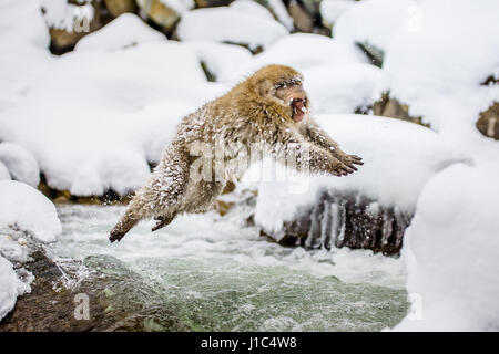 Macaques japonais sautant à travers une petite rivière. Japon. Nagano. Parc des singes Jigokudani. Banque D'Images