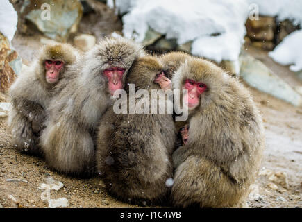 Groupe de macaques japonais assis ensemble sur les rochers. Japon. Nagano. Parc des singes Jigokudani. Banque D'Images