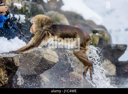 Macaques japonais sautant à travers une petite rivière. Japon. Nagano. Parc des singes Jigokudani. Banque D'Images