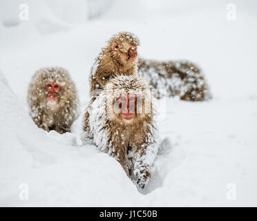 Groupe de macaques japonais va à la source chaude dans la neige profonde. Japon. Nagano. Parc des singes Jigokudani. Banque D'Images