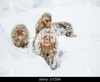 Groupe de macaques japonais va à la source chaude dans la neige profonde. Japon. Nagano. Parc des singes Jigokudani. Banque D'Images