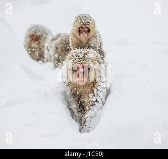 Groupe de macaques japonais va à la source chaude dans la neige profonde. Japon. Nagano. Parc des singes Jigokudani. Banque D'Images