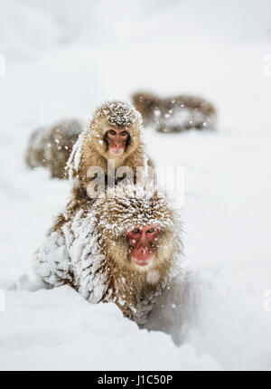 Groupe de macaques japonais va à la source chaude dans la neige profonde. Japon. Nagano. Parc des singes Jigokudani. Banque D'Images