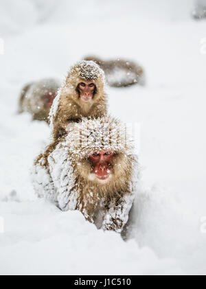 Groupe de macaques japonais va à la source chaude dans la neige profonde. Japon. Nagano. Parc des singes Jigokudani. Banque D'Images