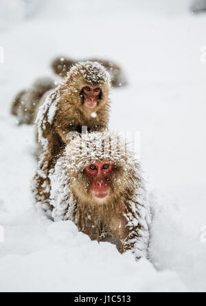 Groupe de macaques japonais va à la source chaude dans la neige profonde. Japon. Nagano. Parc des singes Jigokudani. Banque D'Images