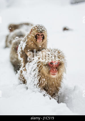 Groupe de macaques japonais va à la source chaude dans la neige profonde. Japon. Nagano. Parc des singes Jigokudani. Banque D'Images