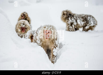 Groupe de macaques japonais va à la source chaude dans la neige profonde. Japon. Nagano. Parc des singes Jigokudani. Banque D'Images