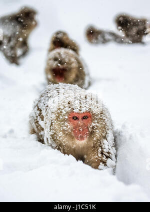 Groupe de macaques japonais va à la source chaude dans la neige profonde. Japon. Nagano. Parc des singes Jigokudani. Banque D'Images