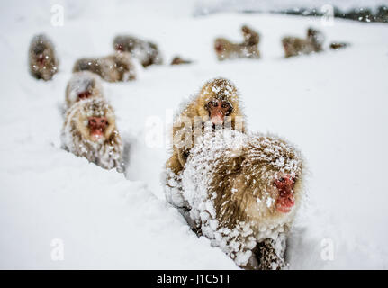 Groupe de macaques japonais va à la source chaude dans la neige profonde. Japon. Nagano. Parc des singes Jigokudani. Banque D'Images