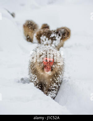 Groupe de macaques japonais va à la source chaude dans la neige profonde. Japon. Nagano. Parc des singes Jigokudani. Banque D'Images