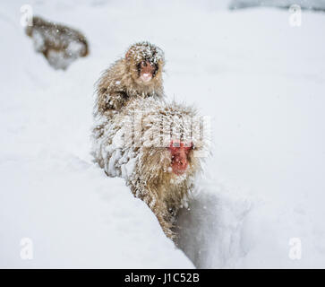 Groupe de macaques japonais va à la source chaude dans la neige profonde. Japon. Nagano. Parc des singes Jigokudani. Banque D'Images