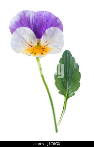 Viola tricolor belle pensées, symbolisant l'arrivée du printemps et la poursuite Banque D'Images