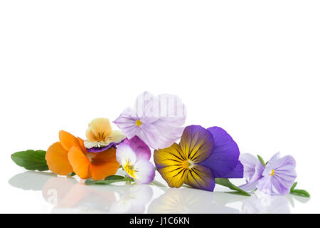 Viola tricolor belle pensées, symbolisant l'arrivée du printemps et la poursuite Banque D'Images