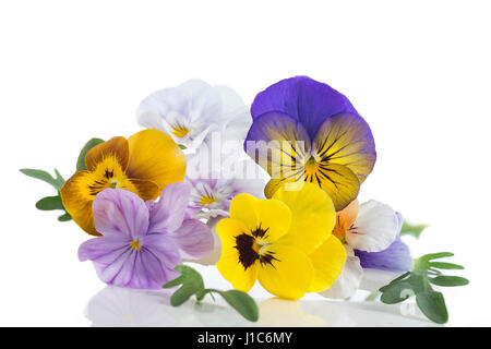 Viola tricolor belle pensées, symbolisant l'arrivée du printemps et la poursuite Banque D'Images