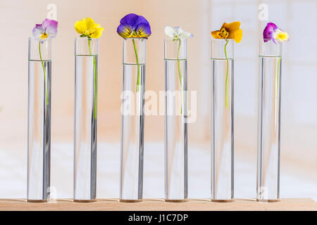 Belles pensées,huile essentielle dans les tubes à essai en verre Banque D'Images