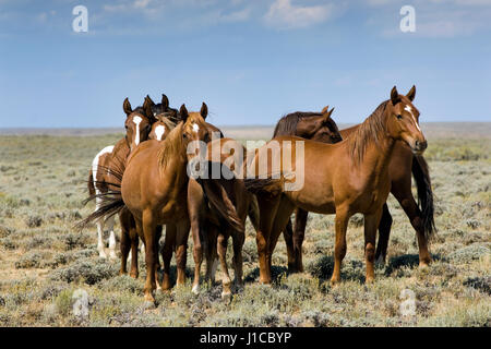 Mustang (Equus ferus caballus), troupeau dans la prairie, Wyoming, USA Banque D'Images