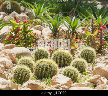 Barrel cactus Catégorie : dans un désert aride jardin ornemental Banque D'Images