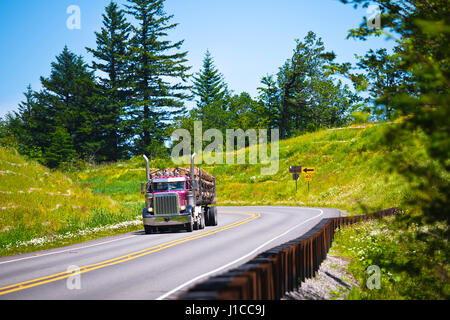 Gros camion classique coloré mauve avec échappement chromé de haute qualité avec une épaisseur de journaux sur remorque sur belle route sinueuse avec de l'herbe verte et des arbres m clôturée Banque D'Images