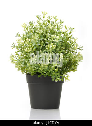 Accueil plante en pot isolé sur fond blanc Banque D'Images Accueil plante en pot isolé sur fond blanc Banque D'Images