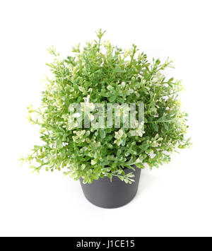 Accueil plante en pot isolé Banque D'Images Accueil plante en pot isolé Banque D'Images