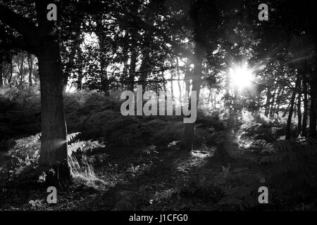 Le coucher du soleil qui brillait à travers les arbres de taillis, Brocton Cannock Chase, Staffordshire Banque D'Images