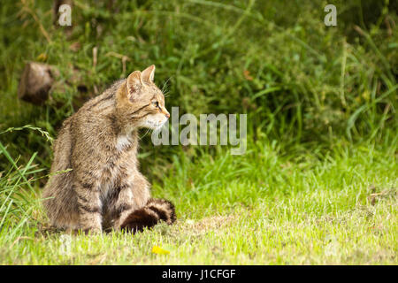 Scottish Wildcat (Felis silvestris grampia) à la British Wildlife Centre, Surrey, Angleterre Banque D'Images